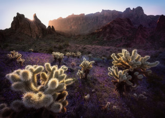 Картинка природа пустыни кактус растения пейзаж