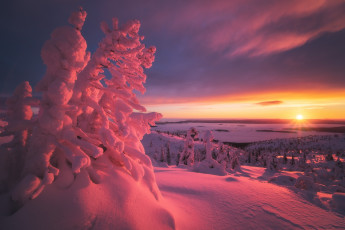 Картинка природа восходы закаты пейзаж зима снег деревья ели ёлки солнце лучи закат вечер