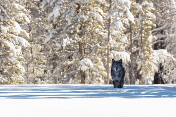 Картинка животные волки +койоты +шакалы хищник волк животное природа зима снег лес