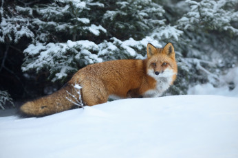 Картинка животные лисы снег зима рыжая красавица лиса