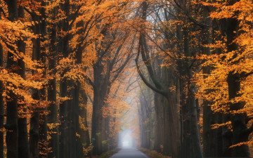 Картинка природа парк дорога лес осень