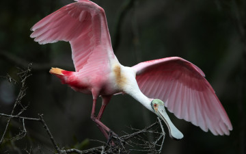 Картинка животные птицы ветки природа птица розовая крылья перья клюв