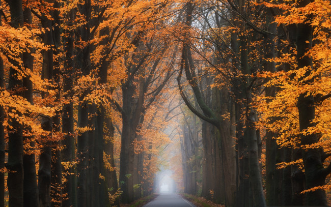 Обои картинки фото природа, парк, дорога, лес, осень