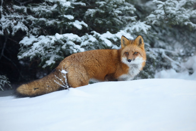 Обои картинки фото животные, лисы, снег, зима, рыжая, красавица, лиса