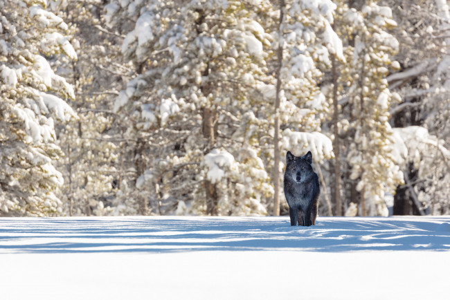 Обои картинки фото животные, волки,  койоты,  шакалы, хищник, волк, животное, природа, зима, снег, лес