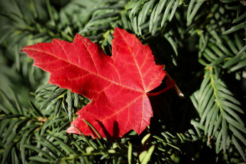 Картинка природа листья осень кленовый лист