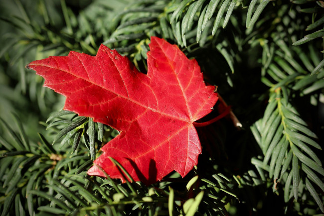 Обои картинки фото природа, листья, осень, кленовый, лист