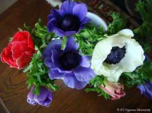 обоя anemones, цветы, анемоны, адонисы