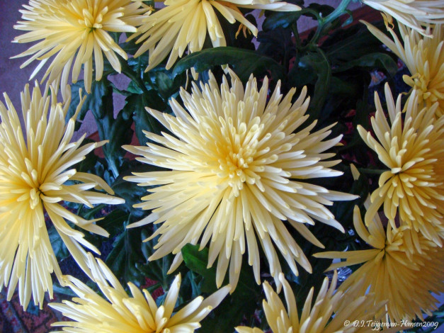 Обои картинки фото crysanth, цветы, хризантемы