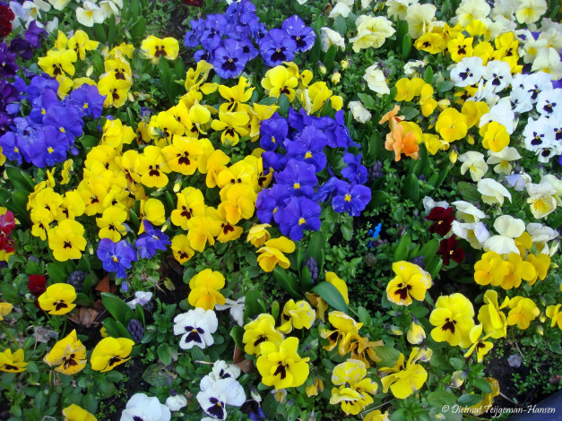 Обои картинки фото pansies, цветы, анютины, глазки, садовые, фиалки