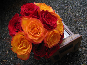 Картинка цветы розы красный оранжевый