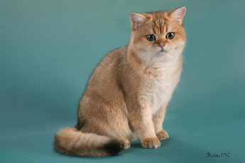 Картинка животные коты британка