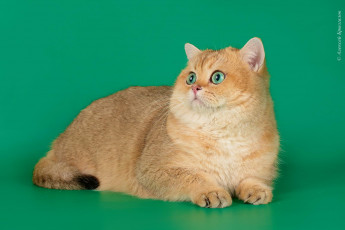 Картинка животные коты британка