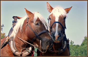 Картинка животные лошади лошадьи