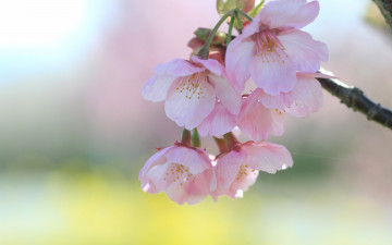 Картинка цветы сакура вишня ветка весна