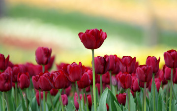 Картинка цветы тюльпаны бутоны боке размытость