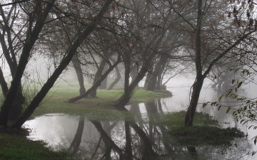 Картинка природа деревья туман