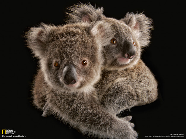 Обои картинки фото животные, коалы