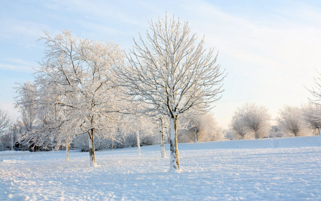 Обои картинки фото природа, зима, деревья, парк, кусты, снег, ветви, иней, мороз