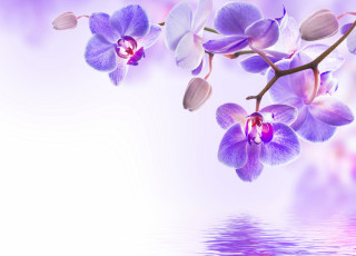 Картинка цветы орхидеи цветение вода beautiful flowers reflection water orchid орхидея purple