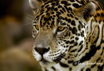 Картинка животные Ягуары хищник взгляд морда