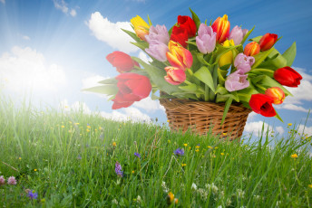 Картинка цветы тюльпаны корзина тюльпанов солнечные лучи травка весна
