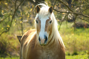 Картинка животные лошади грива морда конь соловый челка