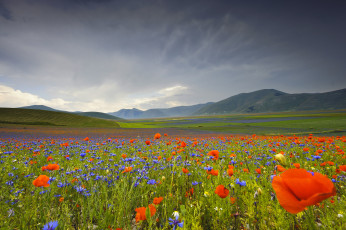 Картинка природа луга цветы долина умбрия горы италия васильки маки