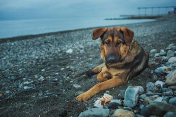 Картинка животные собаки камни взгляд берег