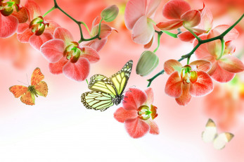 Картинка разное компьютерный+дизайн цветы красота цветение бабочки розовая орхидея