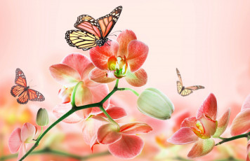 обоя разное, компьютерный дизайн, цветы, красота, цветение, бабочки, розовая, орхидея