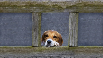 Картинка животные собаки забор взгляд