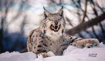 Картинка животные рыси зима снег клыки пасть морда кошка