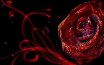 Картинка цветы розы роса капли цветок красная роза завитки