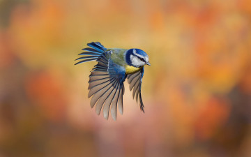 обоя животные, синицы,  лазоревки, крылья, пёрышки, фон, птица, полёт, синица