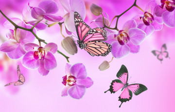 Картинка разное компьютерный+дизайн beautiful flowers orchid pink blossom орхидея butterflies бабочки цветы