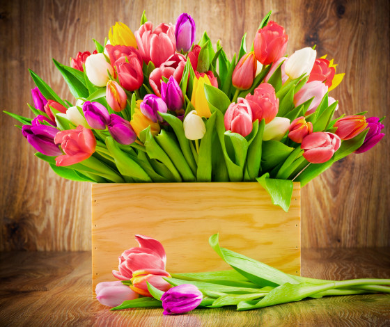Обои картинки фото цветы, тюльпаны, colorful, flowers, tulips