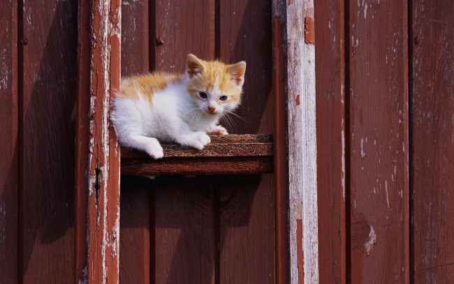 Обои картинки фото животные, коты, белый, рыжий, котенок