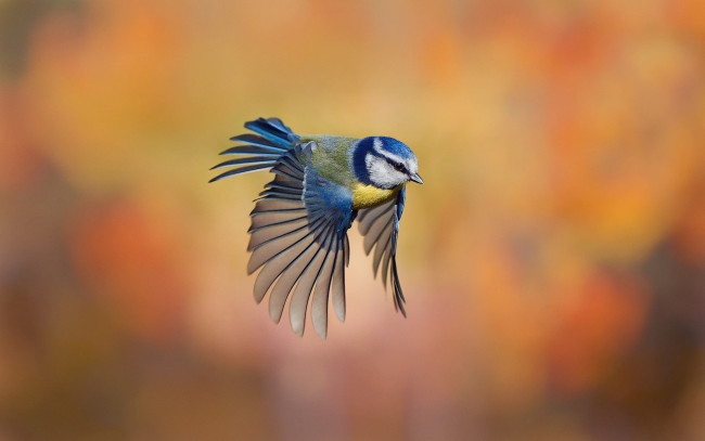 Обои картинки фото животные, синицы,  лазоревки, крылья, пёрышки, фон, птица, полёт, синица