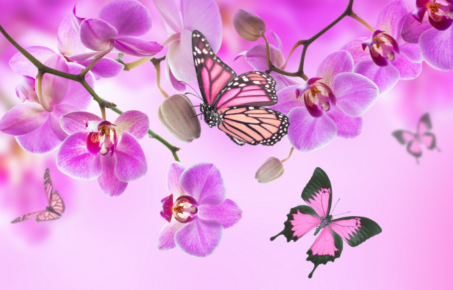 Обои картинки фото разное, компьютерный дизайн, beautiful, flowers, orchid, pink, blossom, орхидея, butterflies, бабочки, цветы