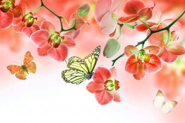 Обои картинки фото разное, компьютерный дизайн, цветы, красота, цветение, бабочки, розовая, орхидея