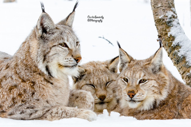Обои картинки фото животные, рыси, лес, зима, снег, трио, семья, кошки