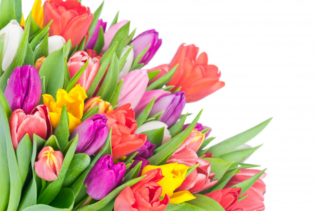 Обои картинки фото цветы, тюльпаны, colorful, tulips, flowers