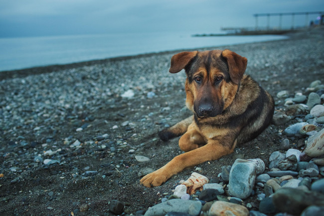 Обои картинки фото животные, собаки, камни, взгляд, берег