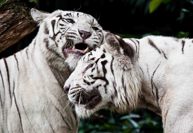 Обои картинки фото животные, тигры, чувства