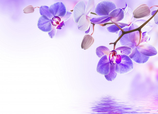 Обои картинки фото цветы, орхидеи, цветение, вода, beautiful, flowers, reflection, water, orchid, орхидея, purple