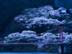 Картинка города -+мосты Япония мост деревья склон весна цветение сакура вечер