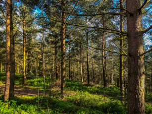 Картинка природа лес сосновый бор