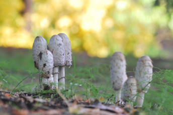Картинка природа грибы осень макро