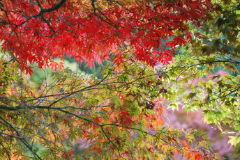 Картинка природа листья осень ветки деревья